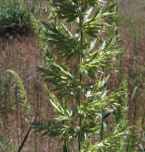 Giant Rye Grass (Leymus condensatus) plant