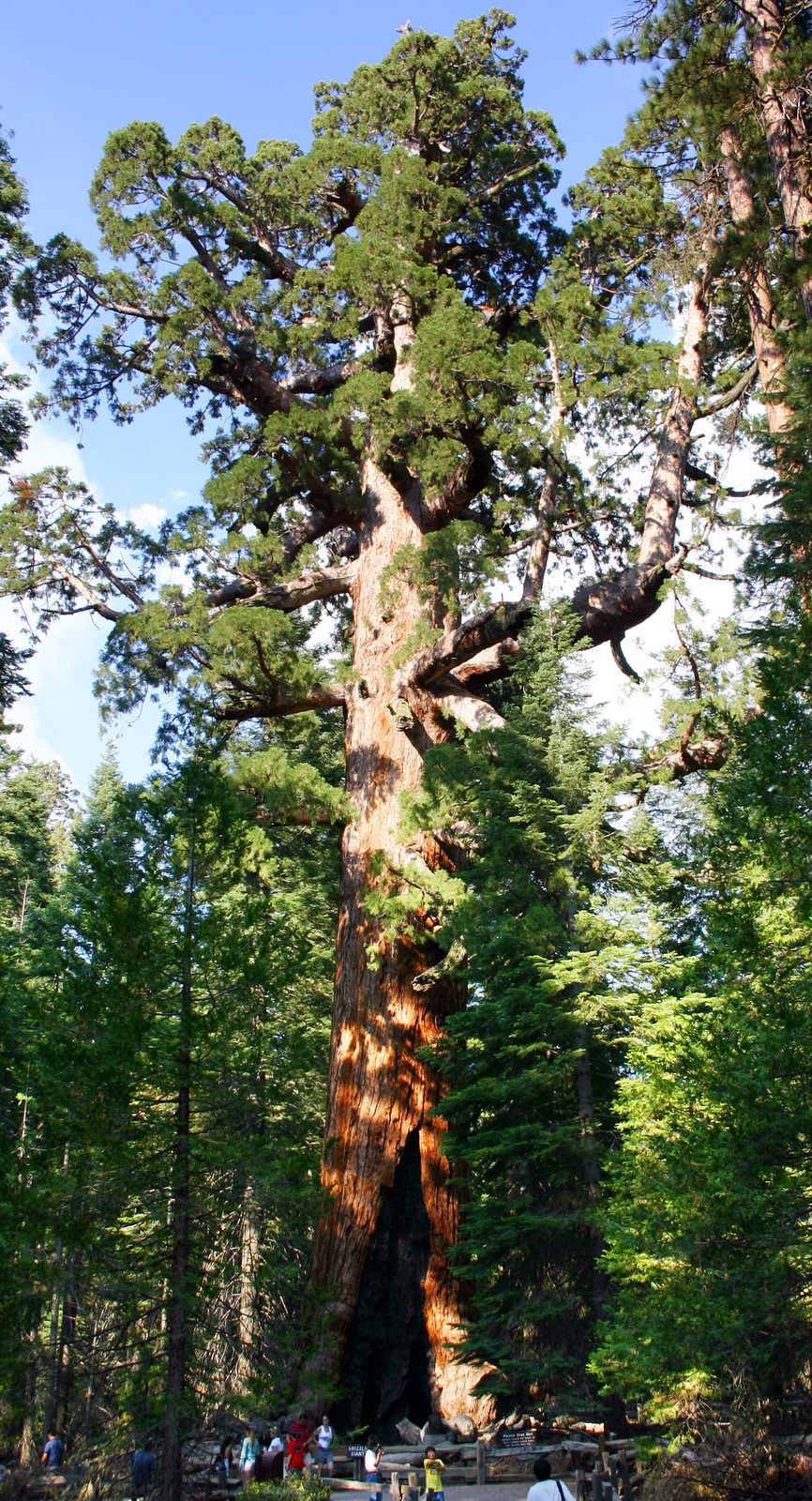Giant Sequoia (Sequoiadendron giganteum) plant