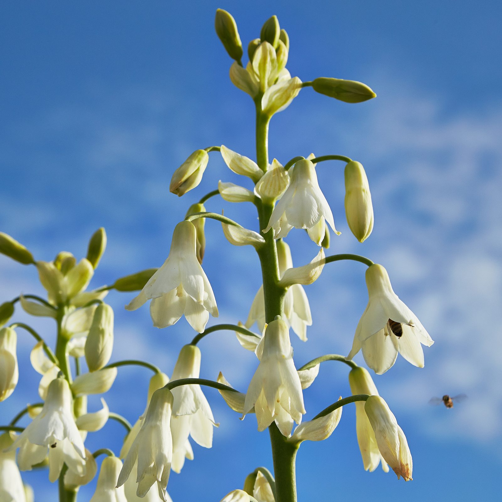 Giant Summer Hyacinth (Ornithogalum candicans) plant — close-up photo