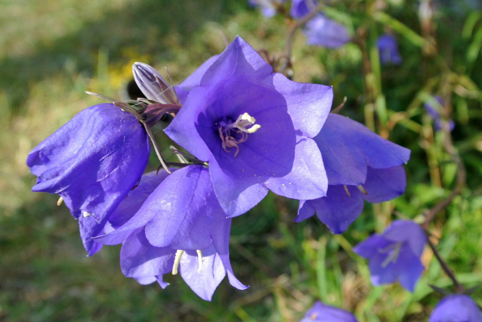 Giesecke's Bellflower (Campanula giesekiana) plant