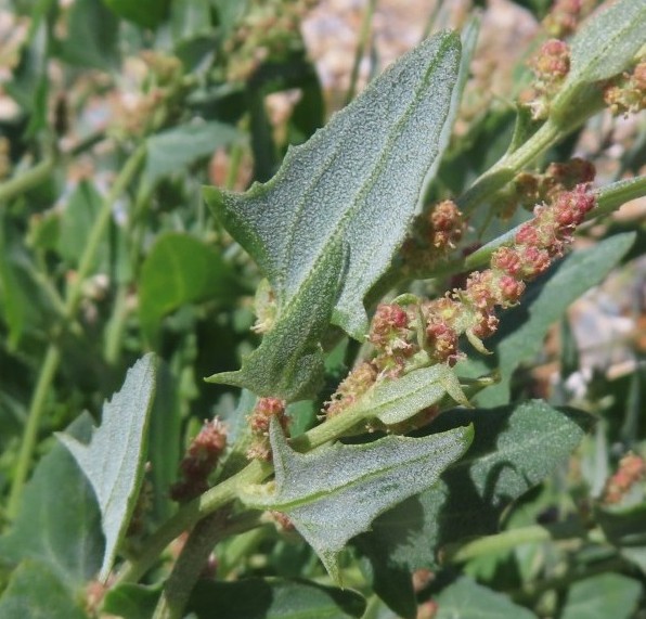 Glabrous Saltbush (Atriplex glabriuscula) plant