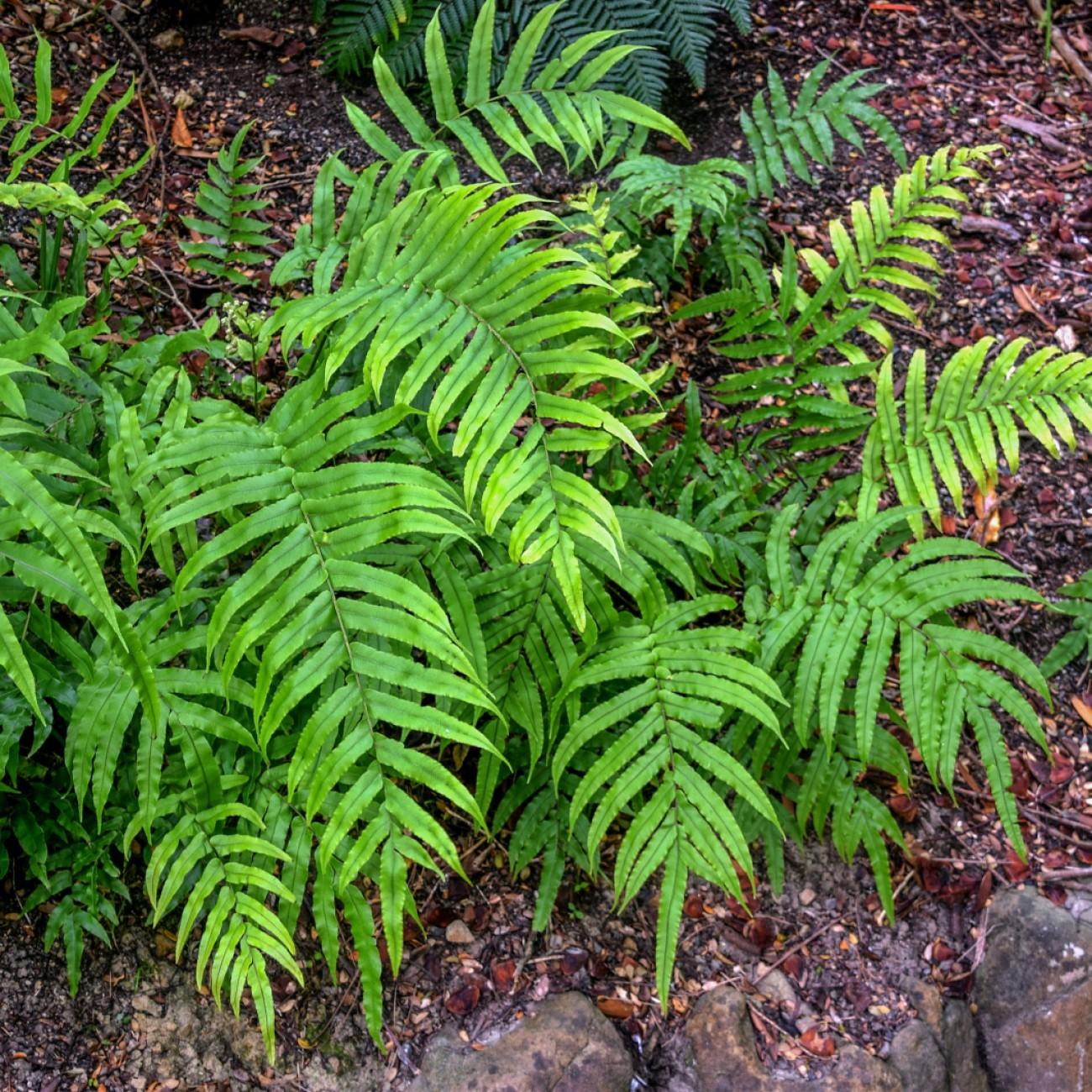 glade fern (Diplazium pycnocarpon) plant — close-up photo