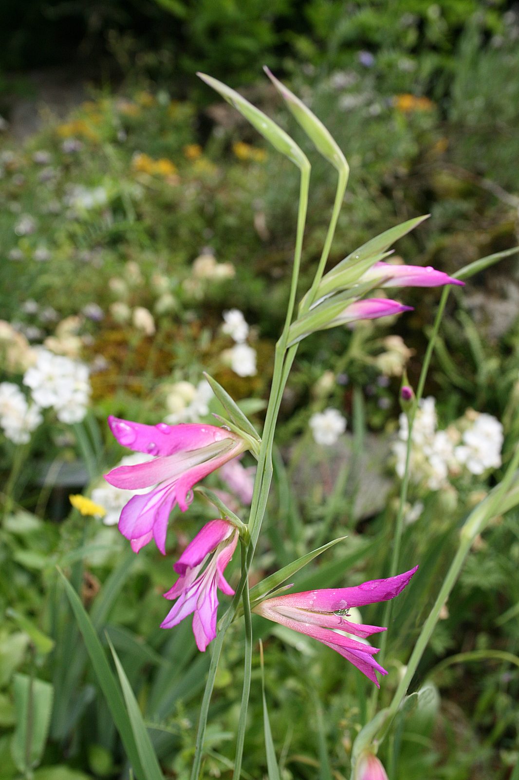 Gladiolus (Gladiolus spp.) plant