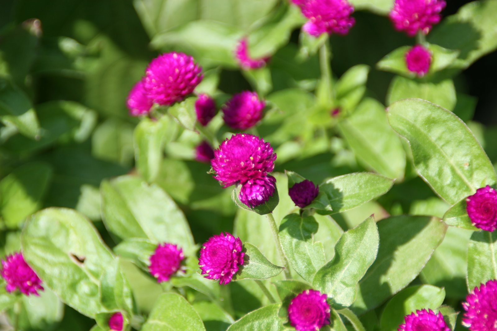 Globe Amaranth (Gomphrena globosa) plant