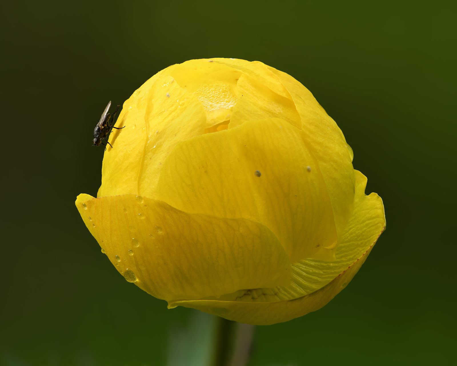 Globe Flower (Trollius europaeus) plant