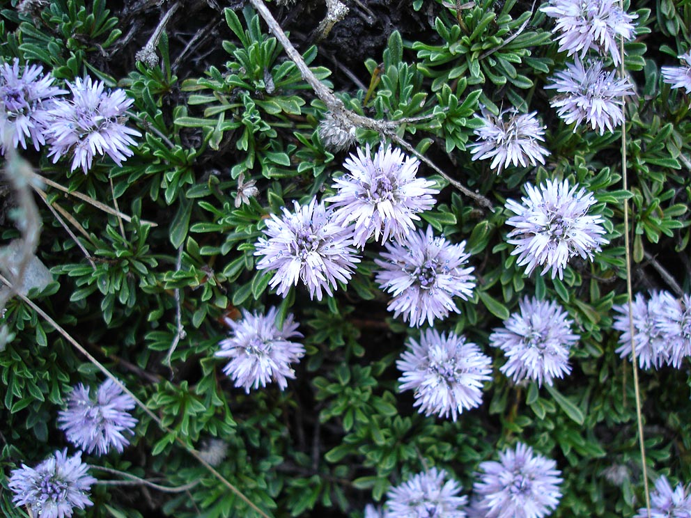 Globularia (Globularia spp.) plant