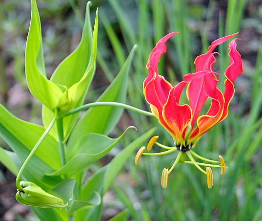 Gloriosa Lily (Gloriosa superba) plant