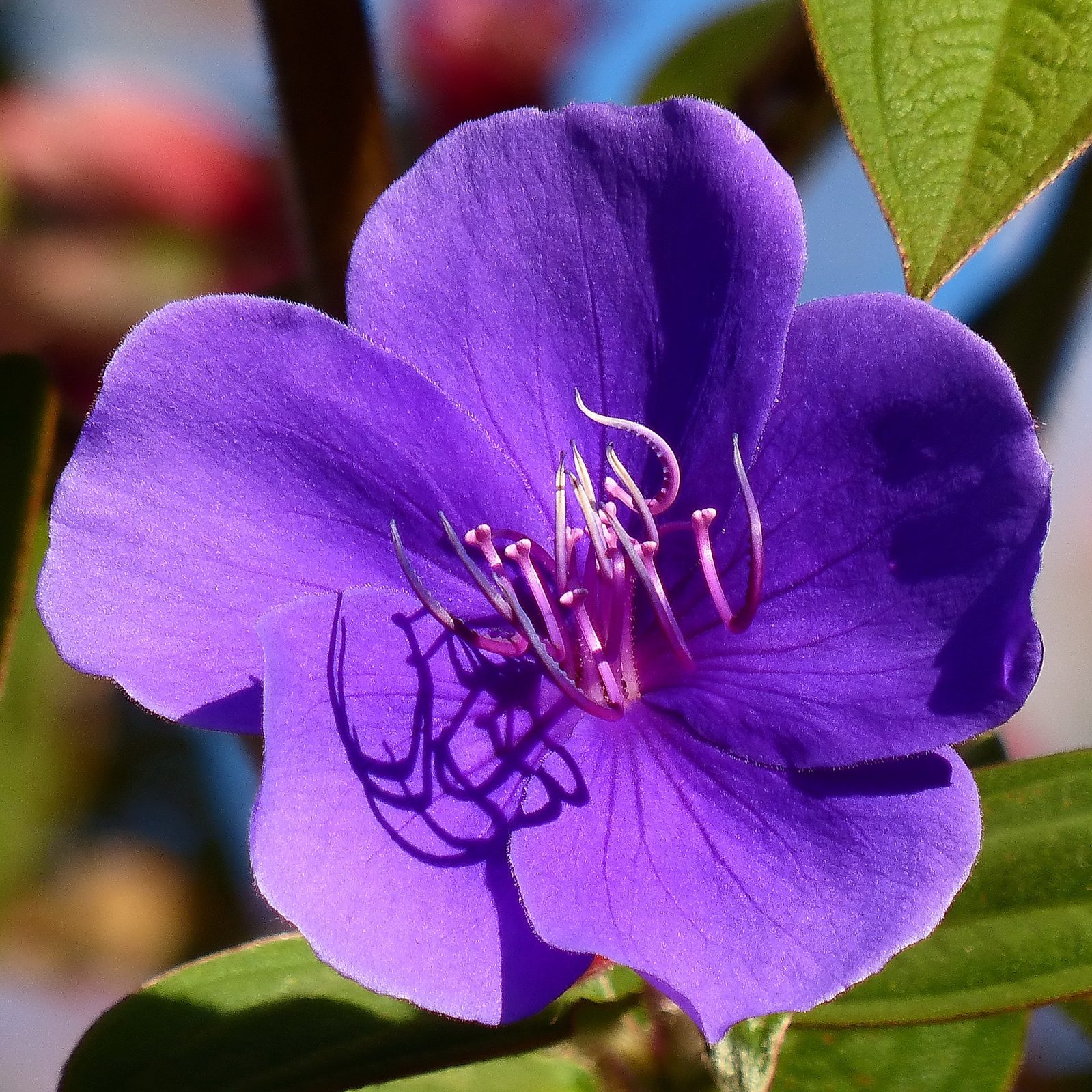 Glory Bush (Tibouchina urvilleana) plant