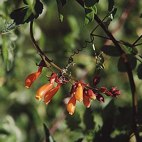 glory flower (Eccremocarpus scaber) plant — close-up photo
