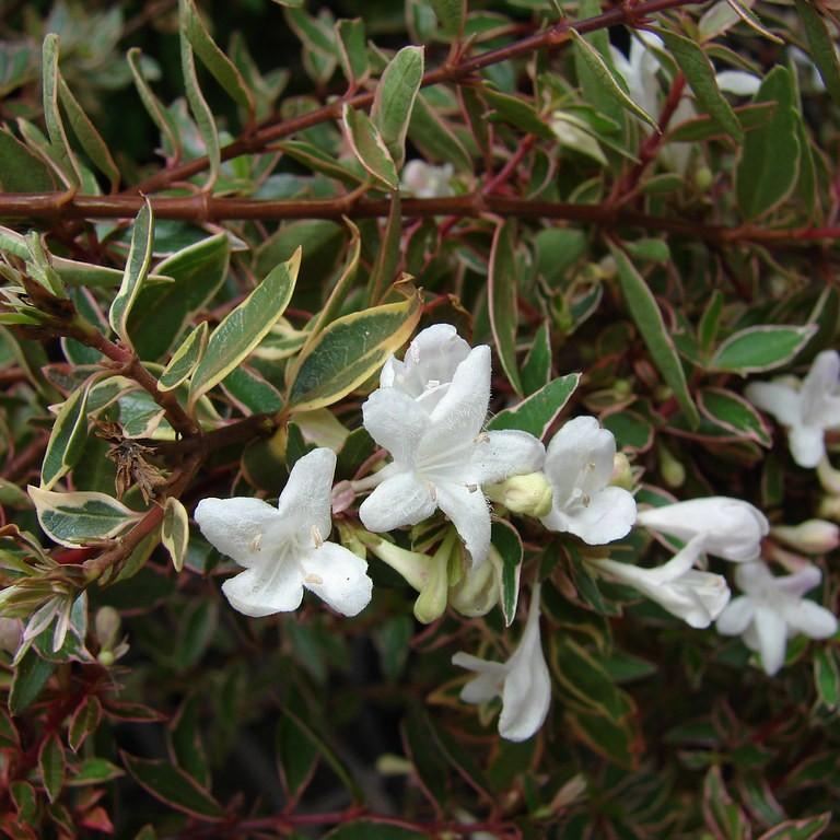 glossy abelia (Abelia grandiflora 'Panache' SILVER ANNIVERSARY) plant — close-up photo
