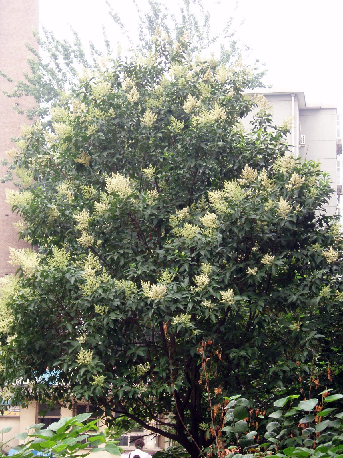 Glossy Privet (Ligustrum lucidum) plant