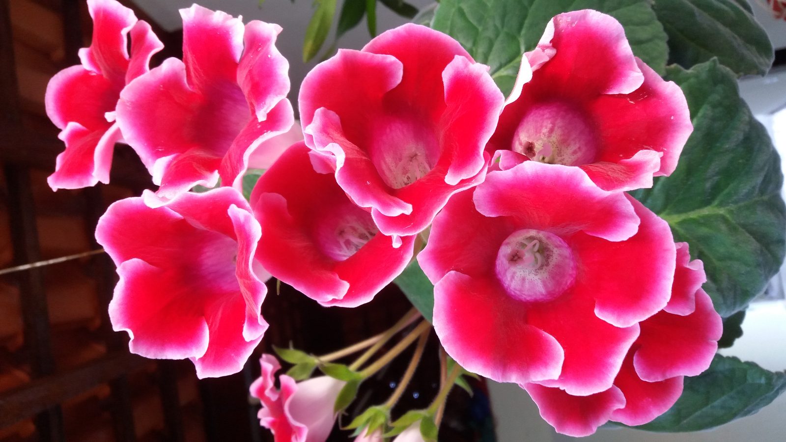 Gloxinia (Sinningia speciosa) plant