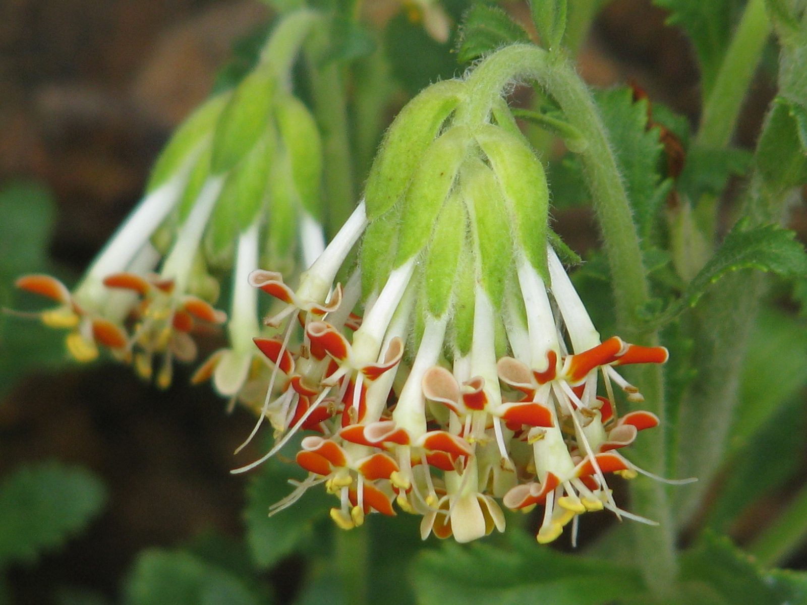 Glumicalyx (Glumicalyx spp.) plant