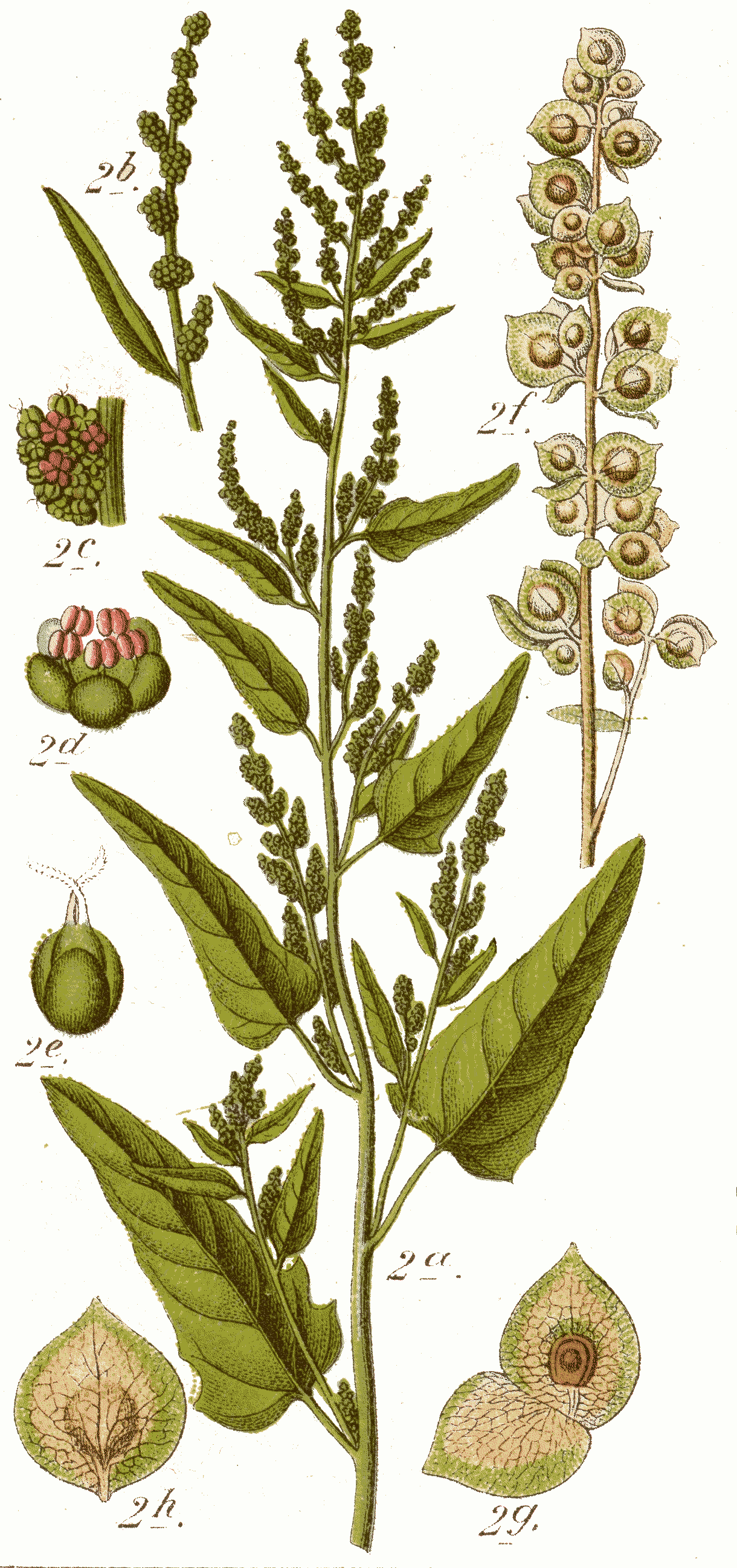 Gmelin's Saltbush (Atriplex gmelinii) plant