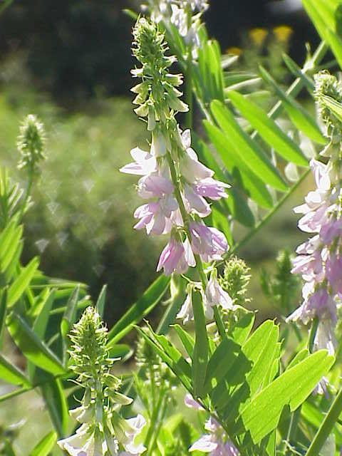 Goat's Rue (Galega officinalis) plant