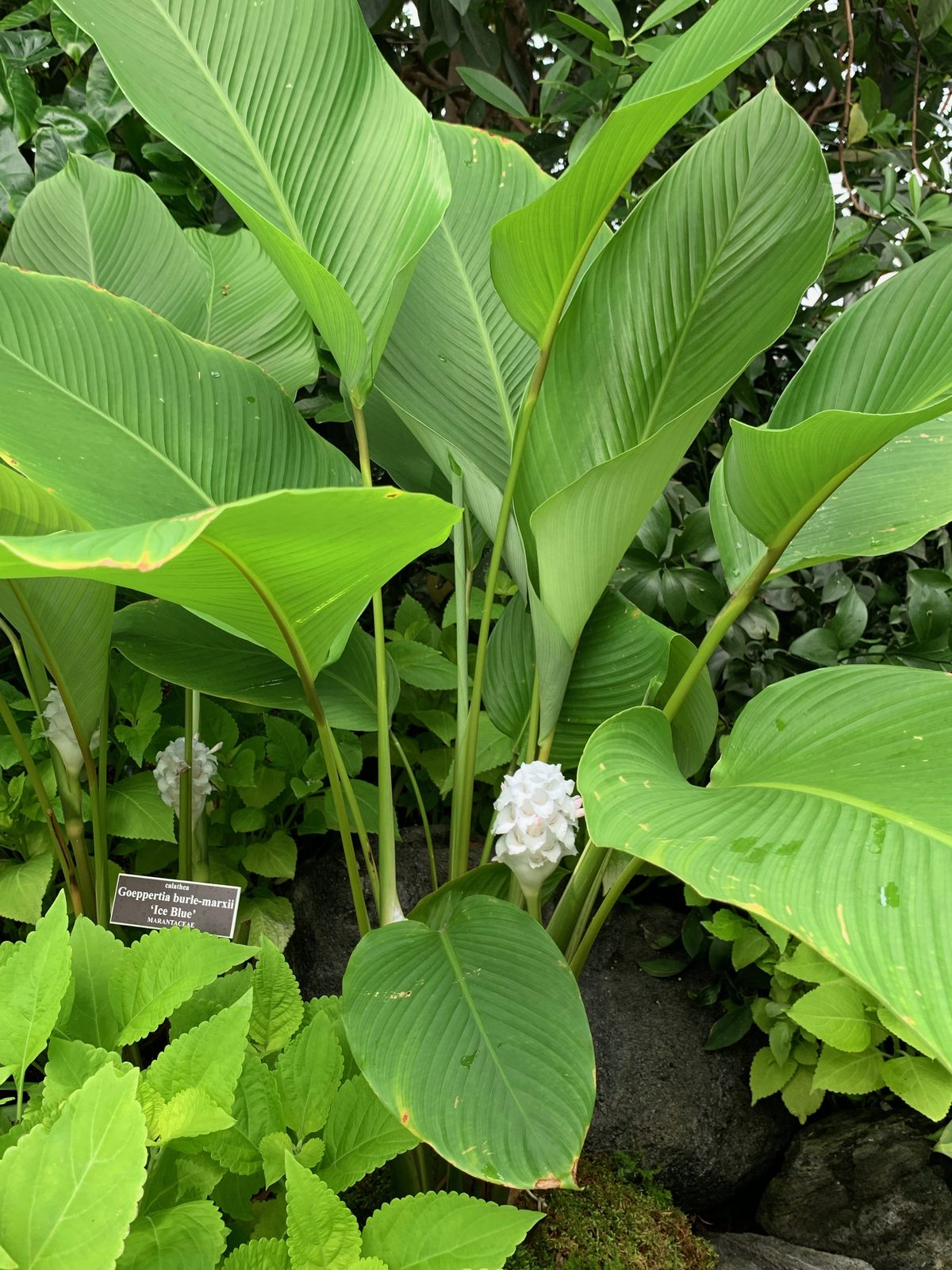 Goeppertia (Goeppertia spp.) plant