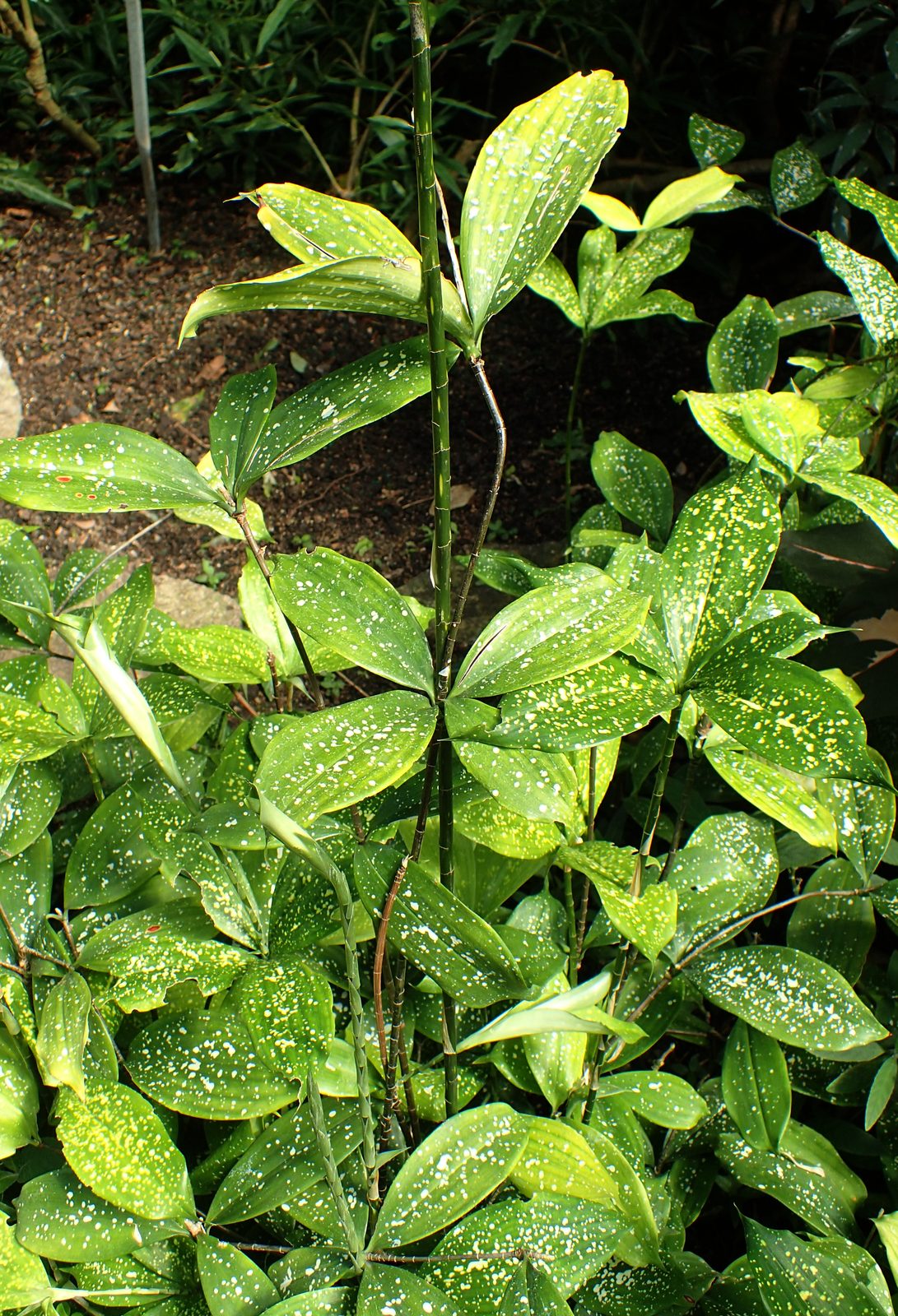Gold Dust Dracaena (Dracaena surculosa 'Florida Beauty') plant