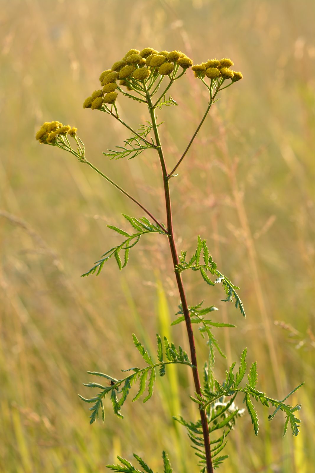 Gold Leaf Tansy (Tanacetum vulgare 'Isla Gold') plant