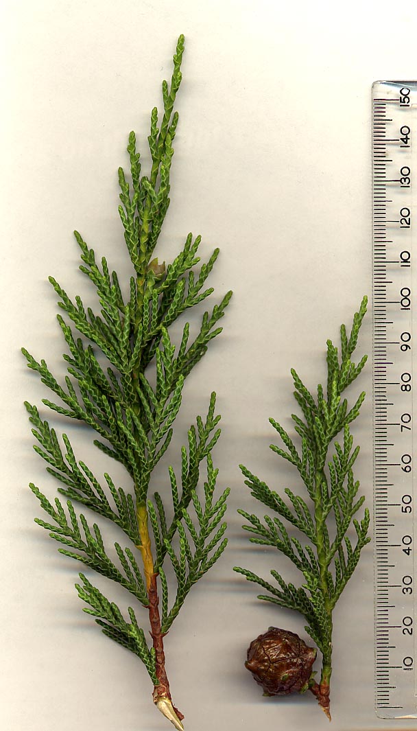 Gold Rider Leyland Cypress (Cupressocyparis x leylandii 'Gold Rider') plant — close-up photo