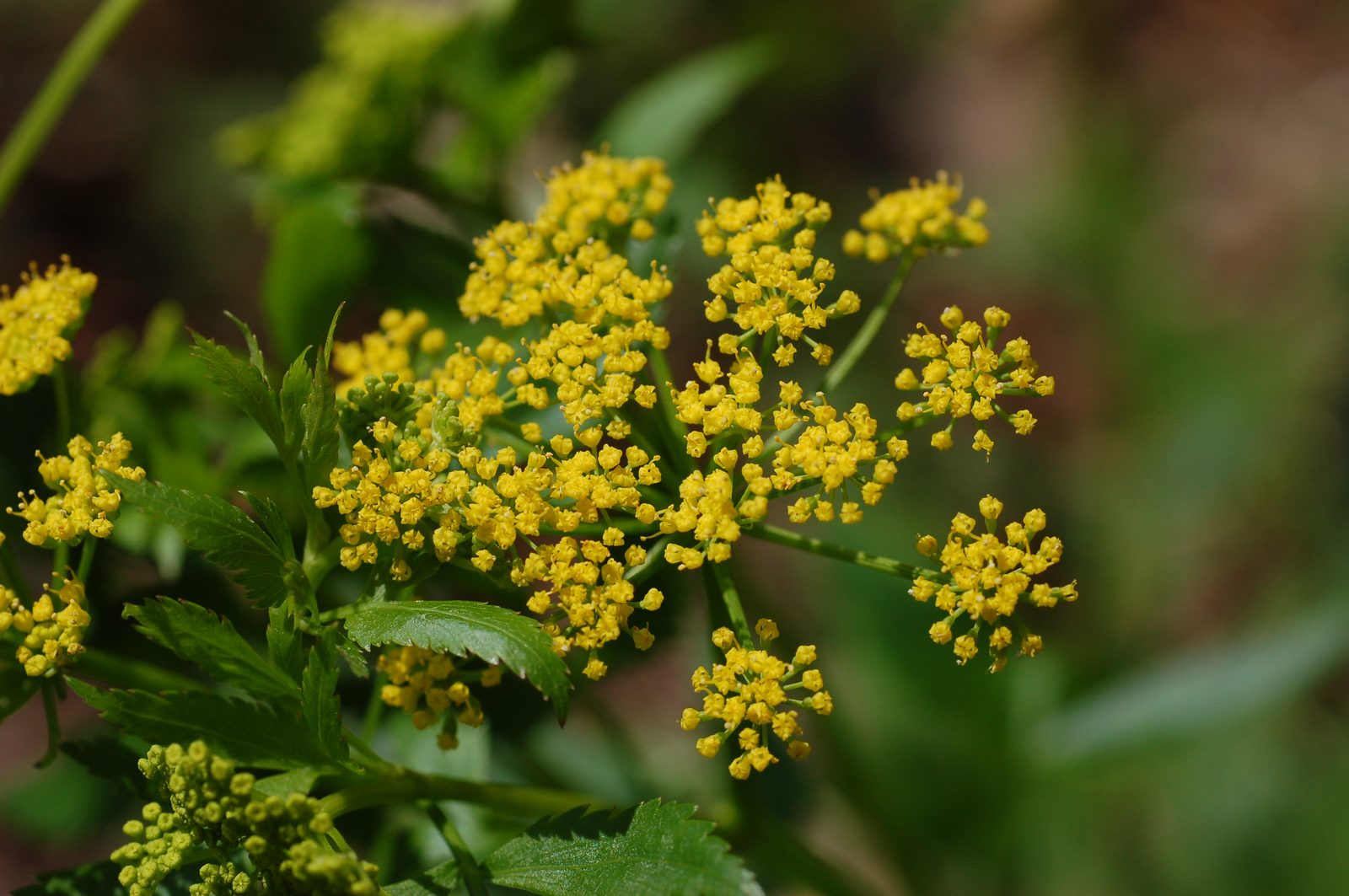 Golden Alexander (Zizia aurea) plant