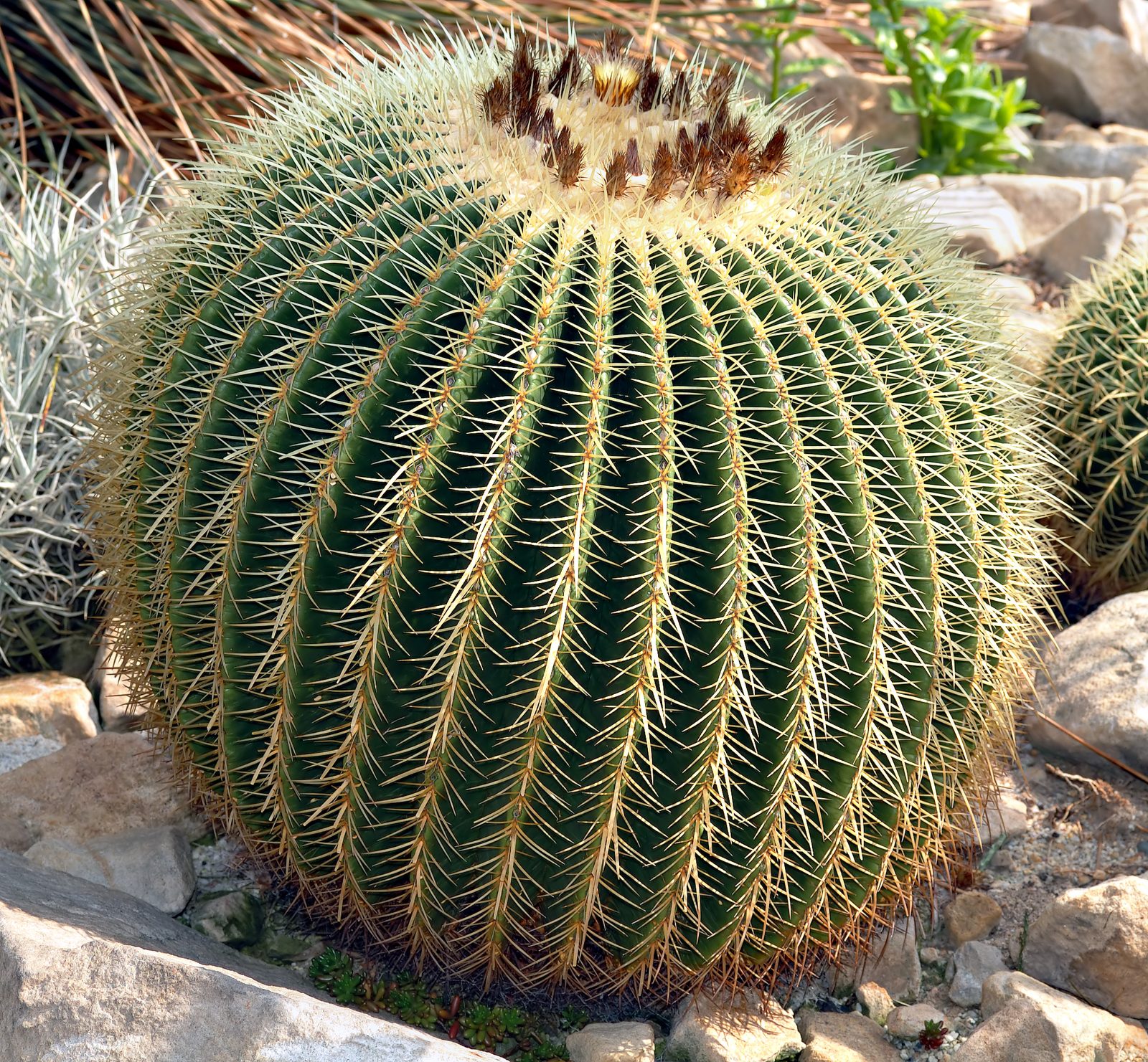 Golden Barrel Cactus (Echinocactus grusonii) plant
