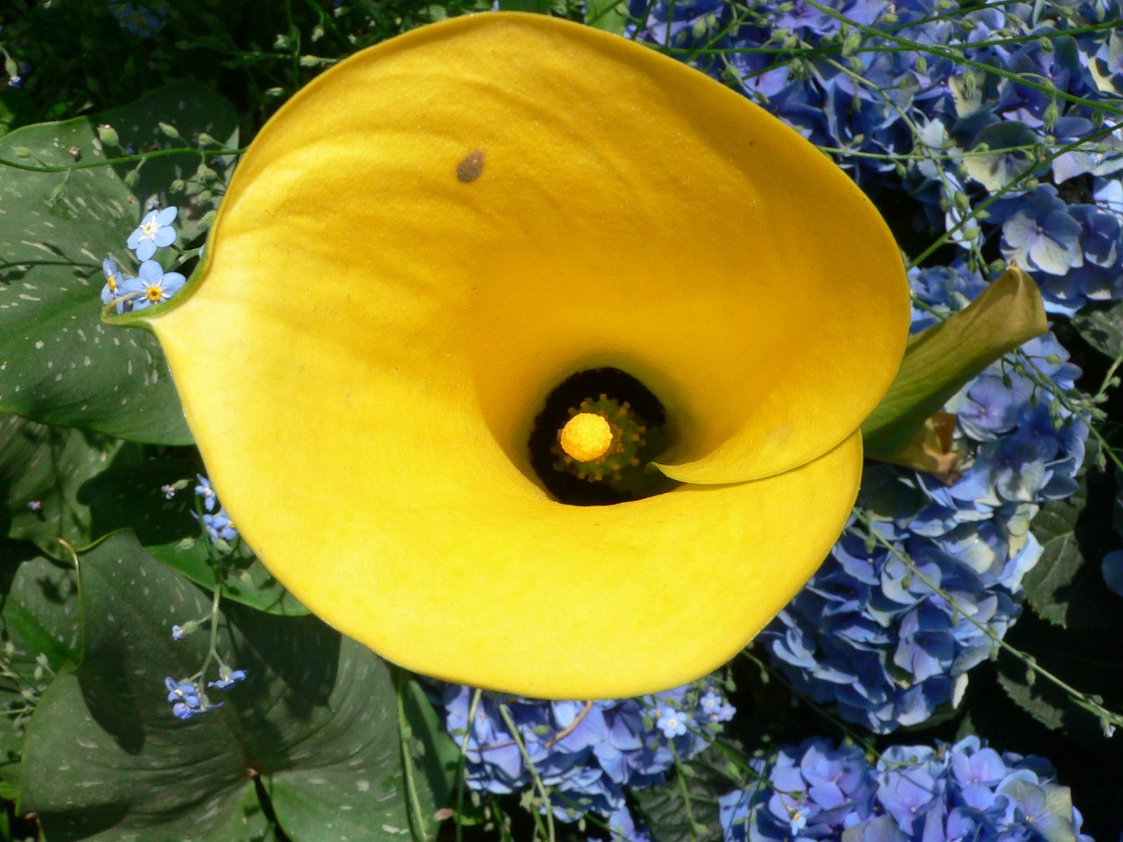 Golden Calla (Zantedeschia elliottiana) plant