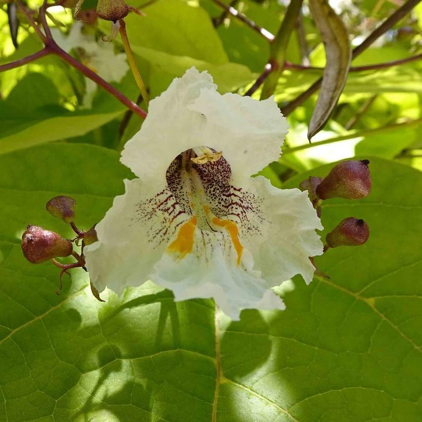 Golden Catalpa (Catalpa bignonioides 'Aurea') plant — close-up photo