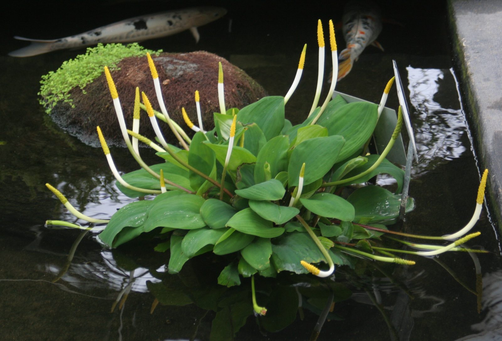 Golden Club (Orontium aquaticum) plant