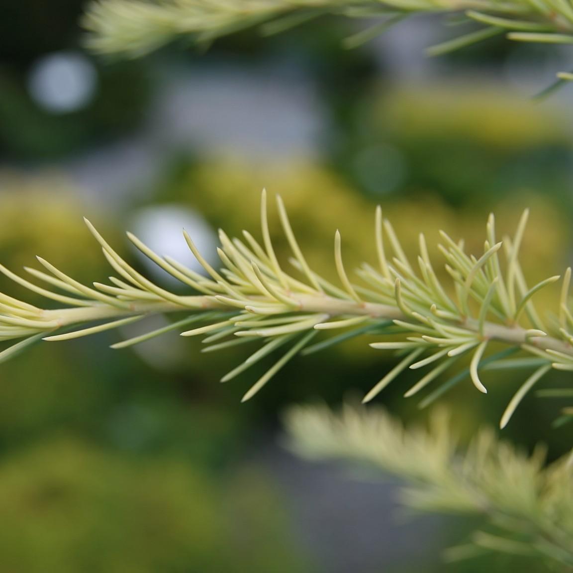 Golden Deodar Cedar (Cedrus deodara 'Aurea') plant — close-up photo