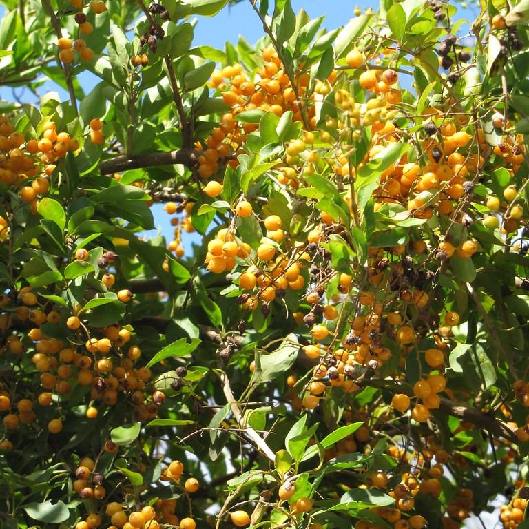 golden dewdrops (Duranta erecta) plant — close-up photo