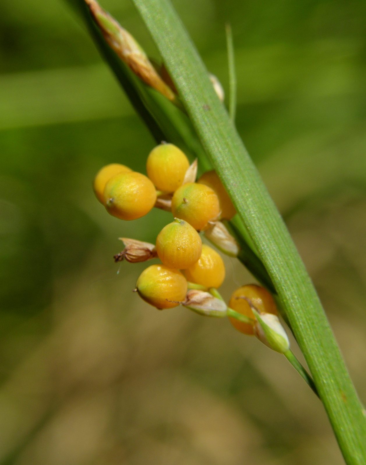 Golden Fruit Sedge (Carex aurea) plant