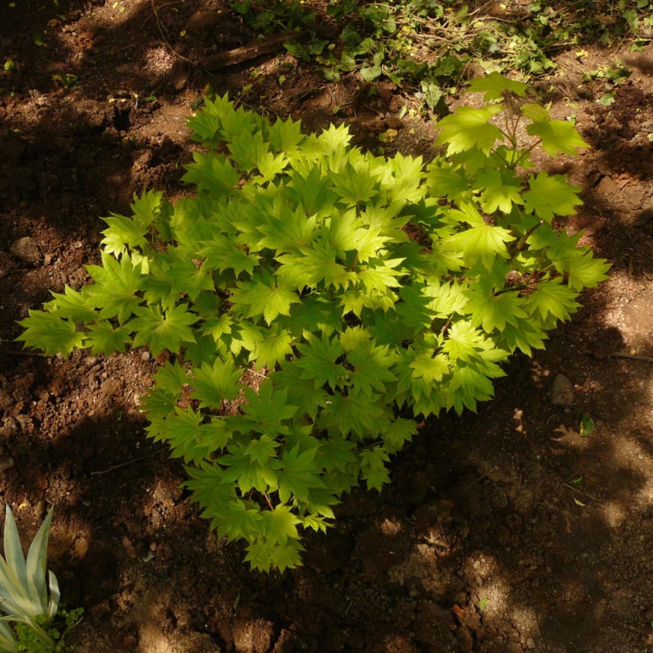 Golden Fullmoon Maple (Acer japonicum 'Aureum') plant — close-up photo