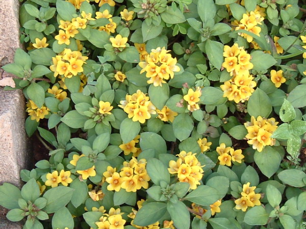 Golden Globes Loosestrife (Lysimachia congestiflora 'Golden Globes') plant — close-up photo