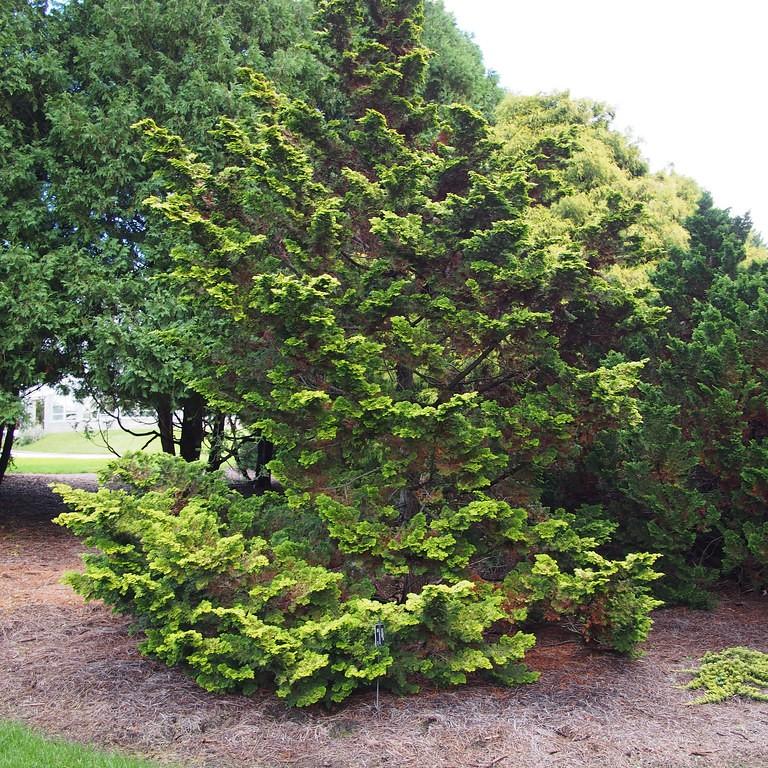 Golden Hinoki Falsecypress (Chamaecyparis obtusa 'Aurea') plant — close-up photo
