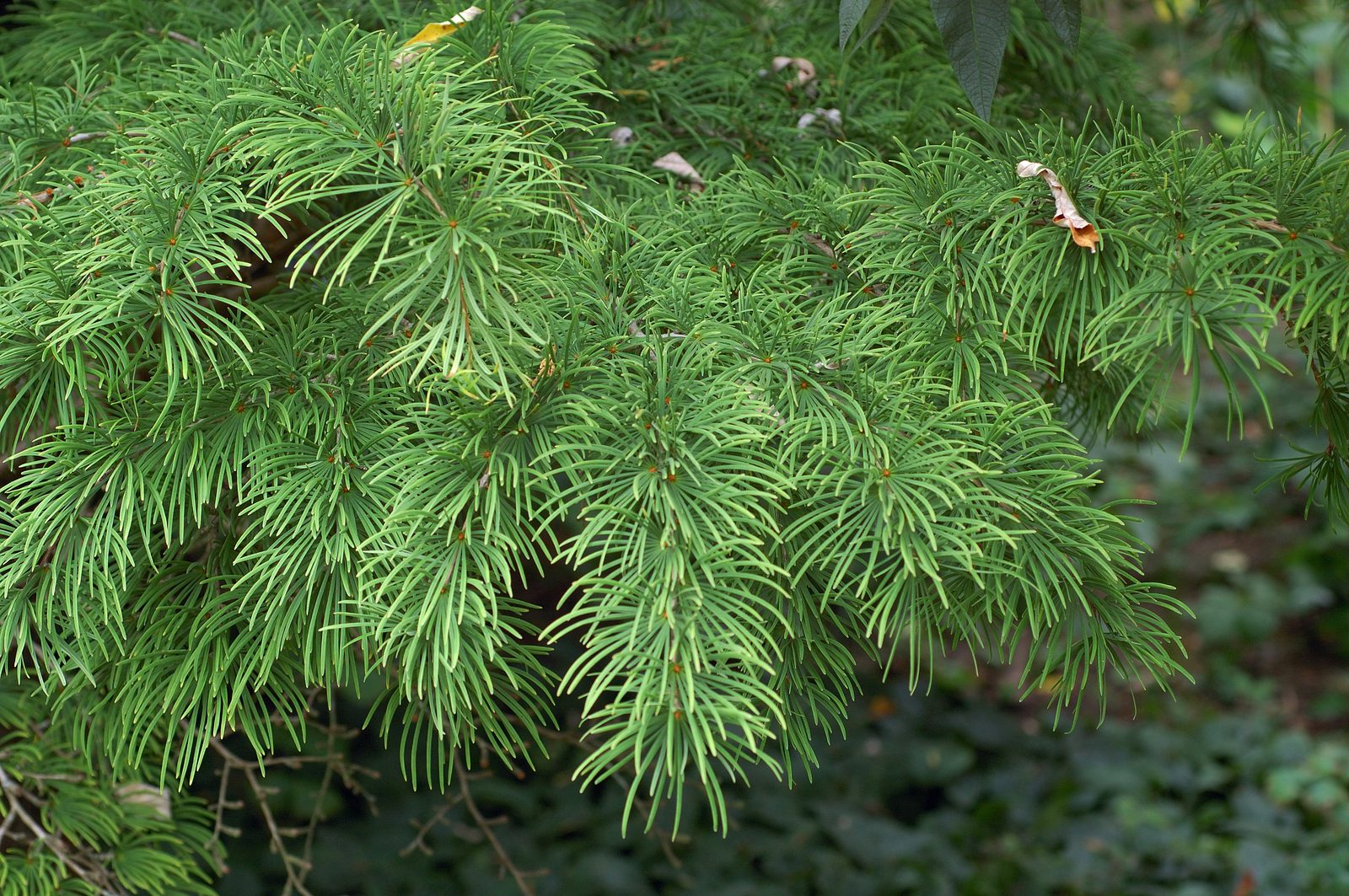 Golden Larch (Pseudolarix amabilis) plant