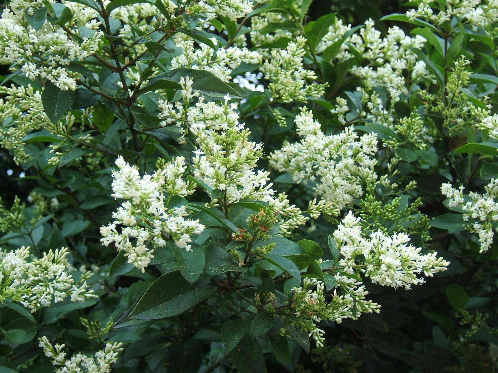 Golden Privet (Ligustrum ovalifolium 'Aureum') plant