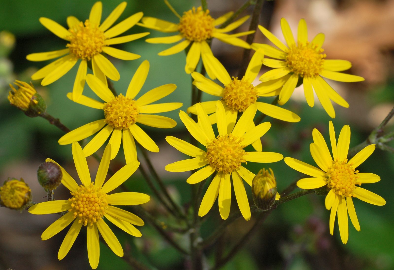 Golden Ragwort (Packera aurea) plant