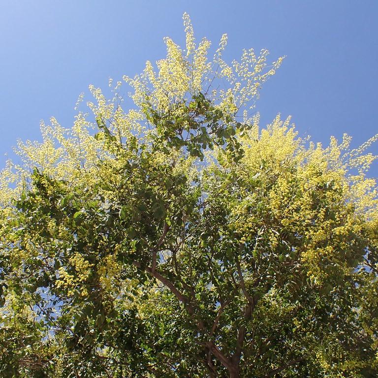 Golden Rain Tree (Koelreuteria paniculata) plant — close-up photo