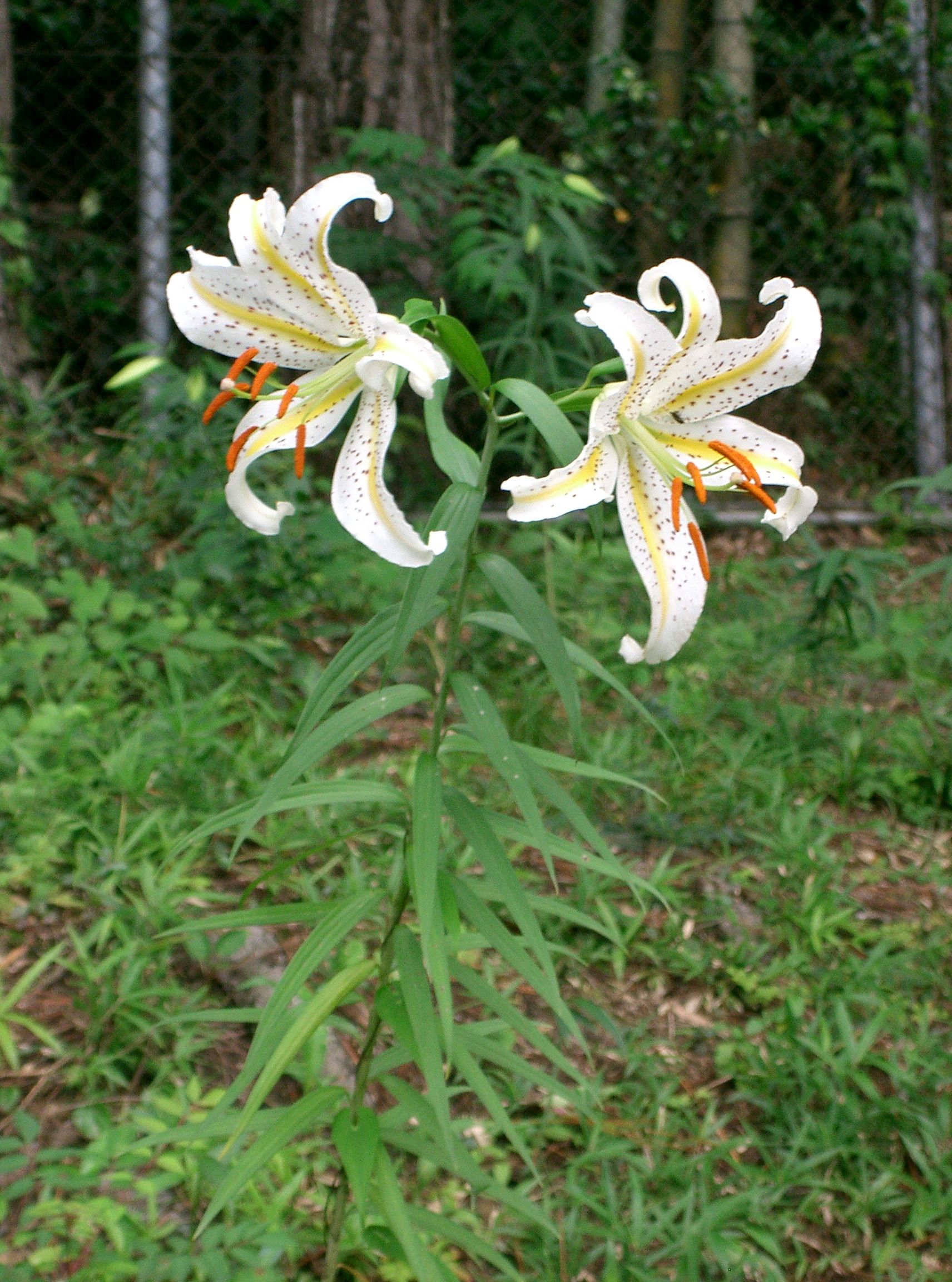 Golden Rayed Lily (Lilium auratum) plant