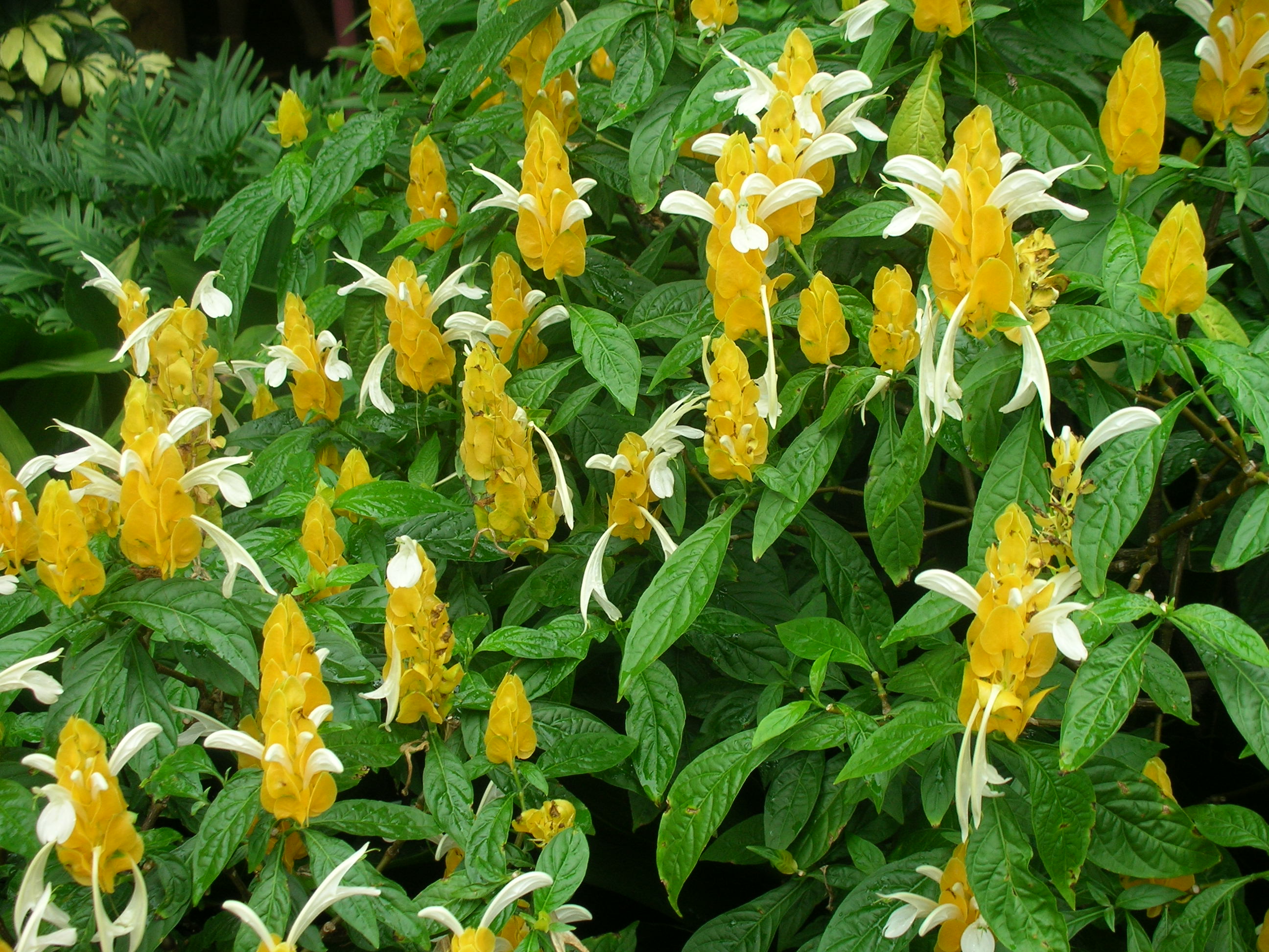 Golden Shrimp Plant (Pachystachys lutea) plant