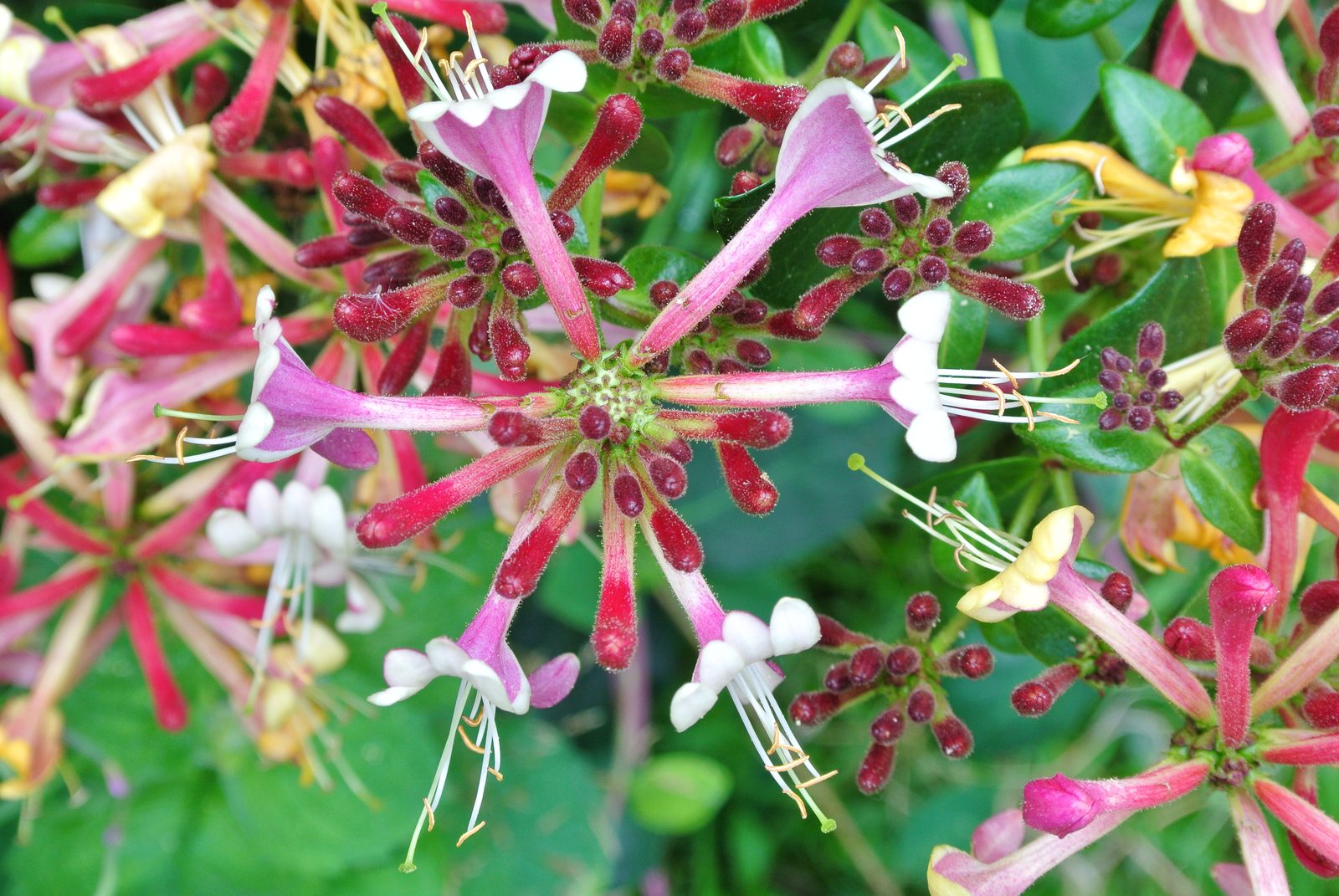 Goldflame Honeysuckle (Lonicera × heckrottii 'Goldflame') plant