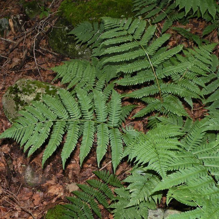 goldie's shield fern (Dryopteris goldiana) plant — close-up photo