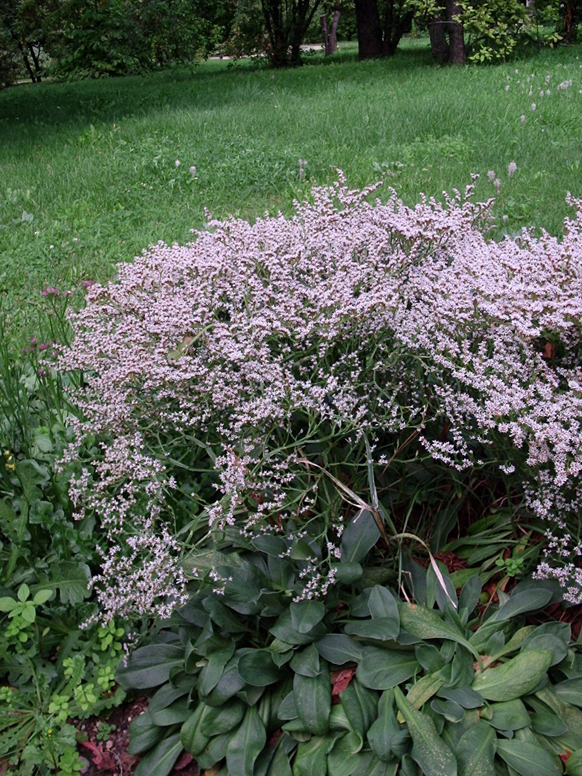 Goniolimon (Goniolimon spp.) plant