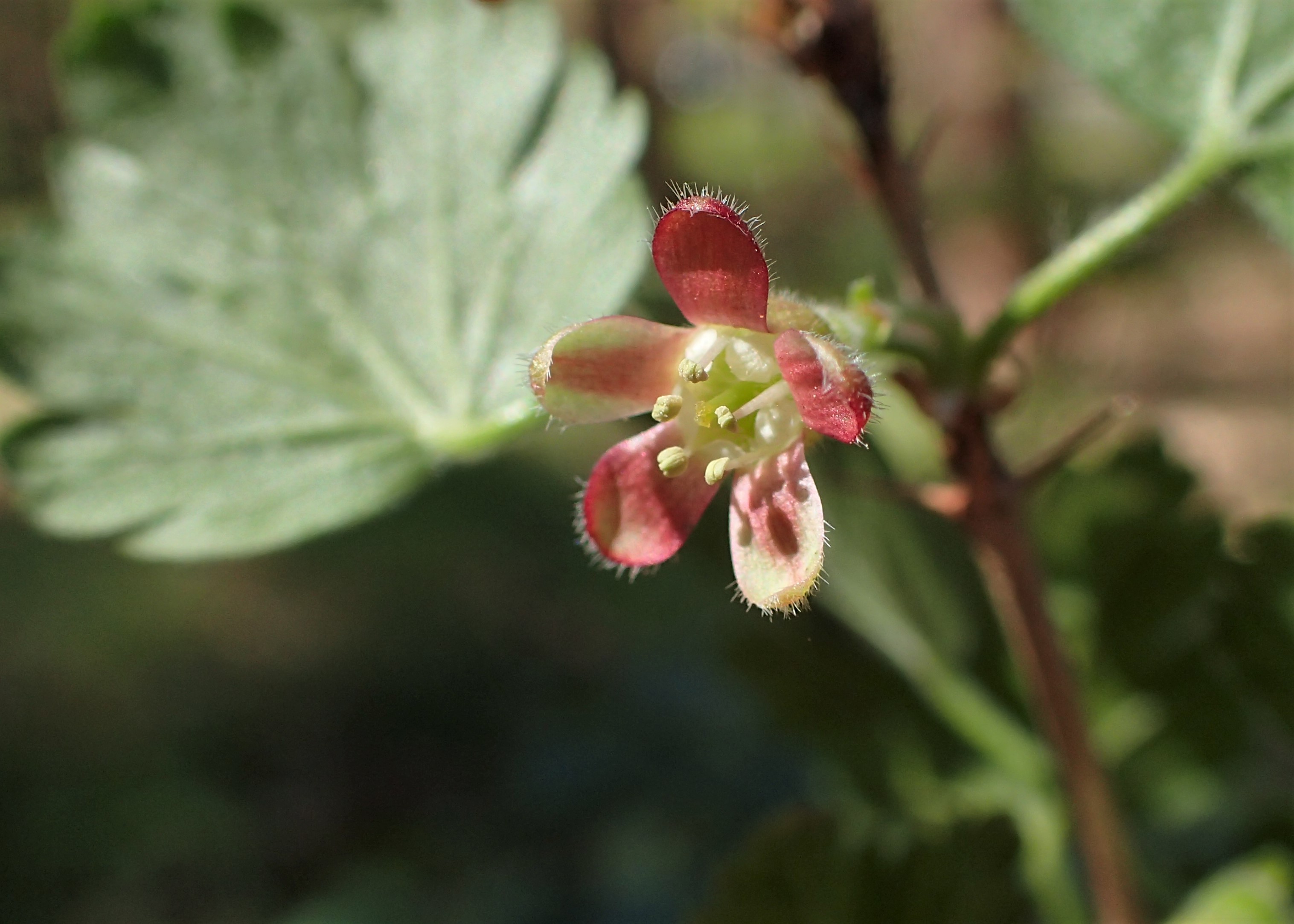 Gooseberry (Ribes uva-crispa) plant