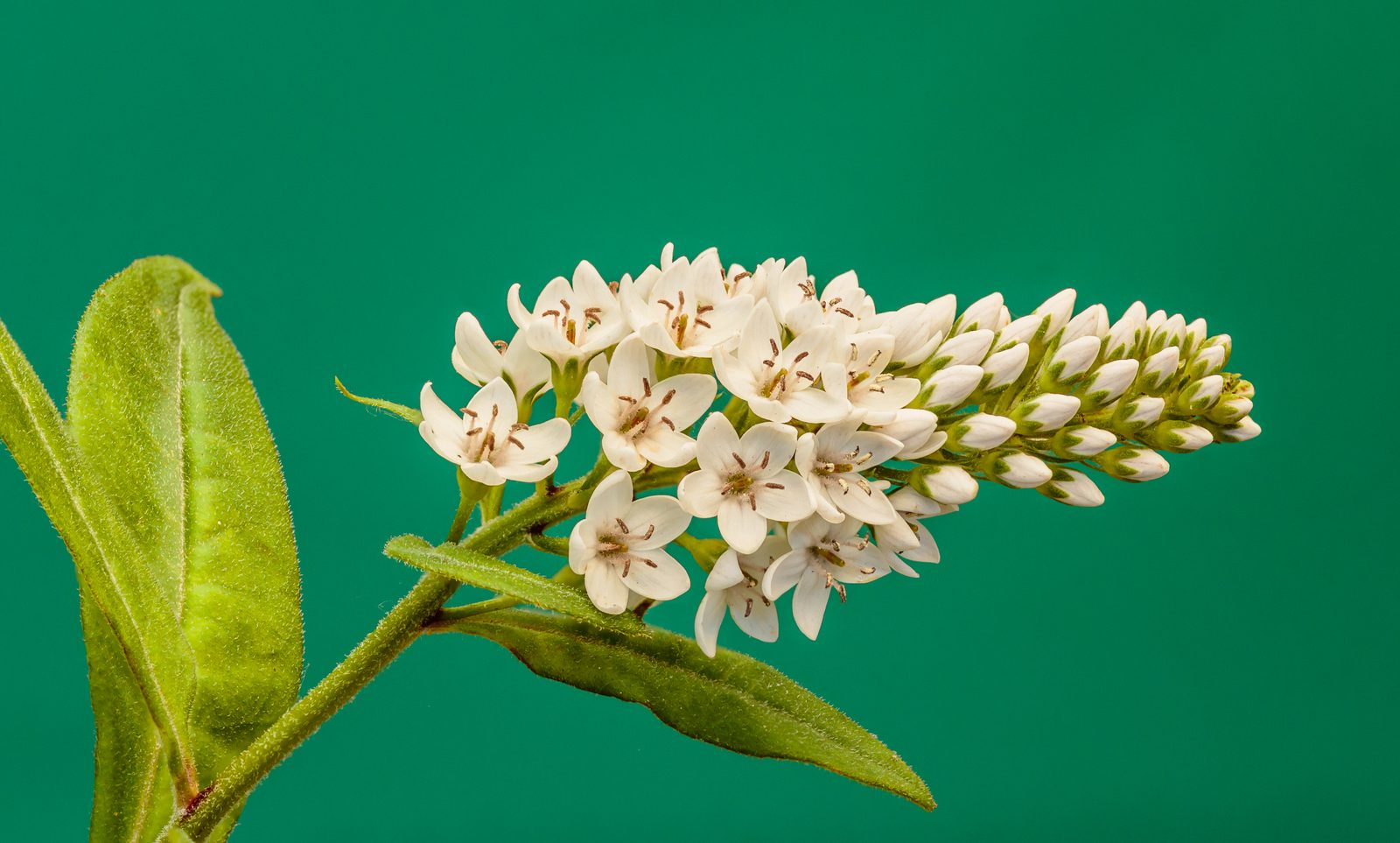 Gooseneck Loosestrife (Lysimachia clethroides) plant