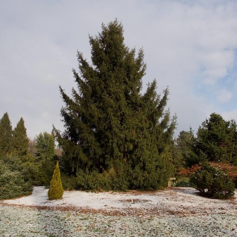 grand fir (Abies grandis) plant — close-up photo