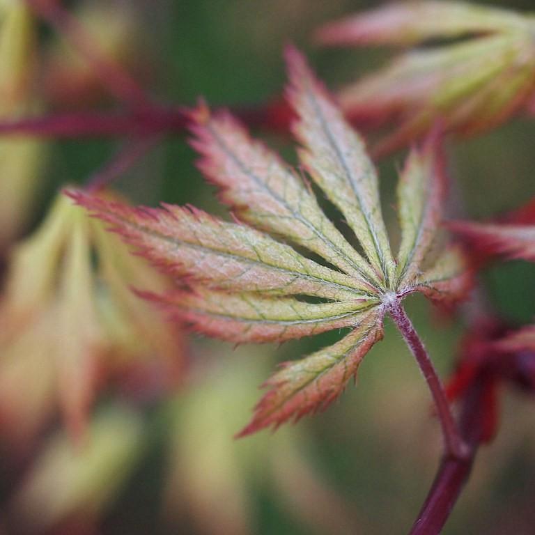Grandma Ghost Japanese Maple* (Acer palmatum 'Grandma Ghost') plant — close-up photo