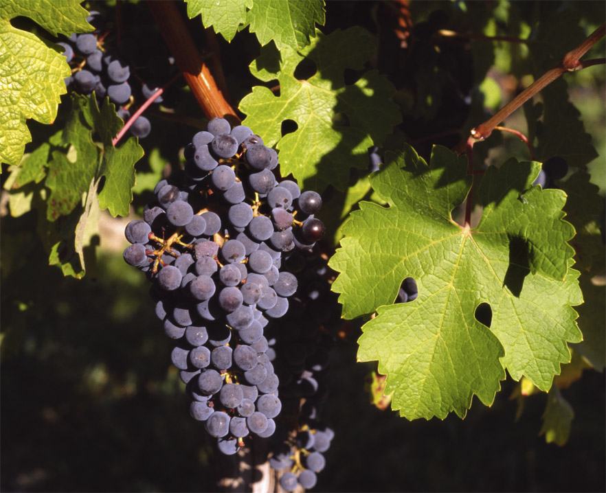 Grape (Vitis vinifera) plant
