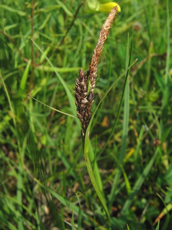 Grasslike Sedge (Carex panicea) plant