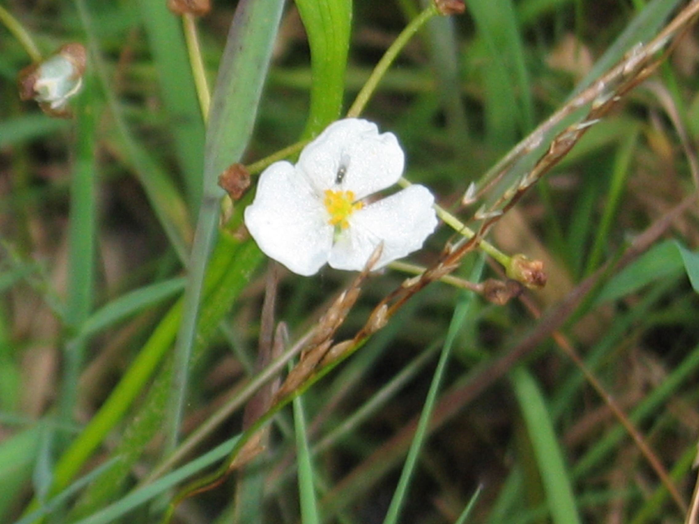 Grassy Arrowhead (Sagittaria graminea) plant